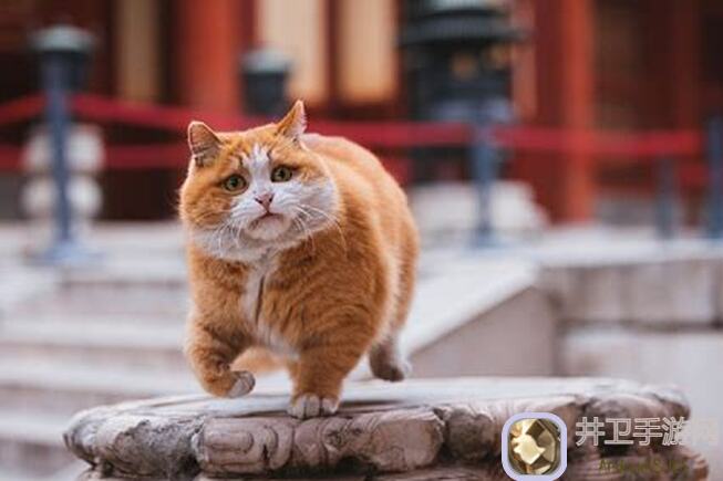 猫之城狐猫之城日常本武装强化室速刷攻略！揭秘最快阵容，让你秒变战神！