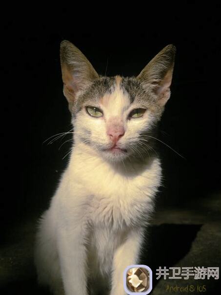 猫之城异常封锁大揭秘：古代魔方BOSS技能与机制在哪一招秒懂？