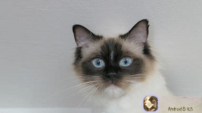 猫之城姐妹花携手兔子奇遇记：带你揭露带兔打击背后的那些看法！